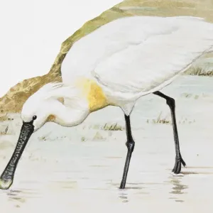 Common spoonbill (Platalea leucorodia), wading in water, side view Common spoonbill (Platalea leucorodia), wading in water, side view