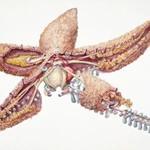 Common Starfish (Asteroidea), internal anatomy, cross-section
