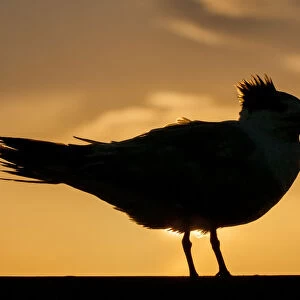 common tern in silhouette at sunset