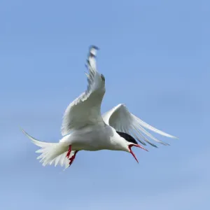 Common Tern Print - Sterna hirundo, Farne Islands Common Tern Print - Sterna hirundo, Farne Islands