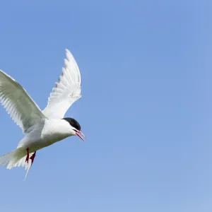 Common Tern -Sterna hirundo-, Farne Islands, Northumberland, England, United Kingdom