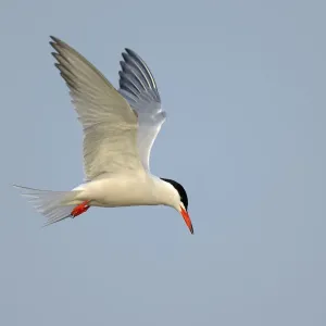 Common Tern in Flight Print, Texel Island, Netherlands Common Tern in Flight Print, Texel Island, Netherlands