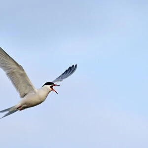 Common Tern -Sterna hirundo-, in flight, calling, Ouedeschild, Texel, Texel, West Frisian Islands, province of North Holland, The Netherlands