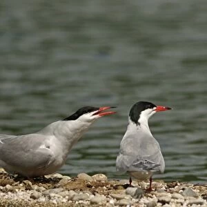 Common Terns -Sterna hirundo-, Mecklenburg-Western Pomerania, Germany