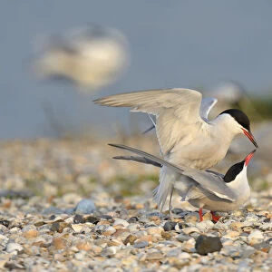 Common Terns -Sterna hirundo-, pair mating in a breeding colony on a shell bank, Wagejot Nature Reserve, Texel, West Frisian Islands, province of North Holland, Netherlands