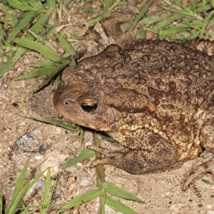Common toad -Bufo bufo spinosus-, foraging, Kerkini Lake area, Greece, Europe
