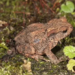 Common toad -Bufo bufo-, yearling at nocturnal foraging, Baden-Wurttemberg, Germany