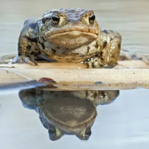 Common Toad or European Toad -Bufo bufo-, reflected in water, North Hesse, Hesse, Germany Common Toad or European Toad -Bufo bufo-, reflected in water, North Hesse, Hesse, Germany
