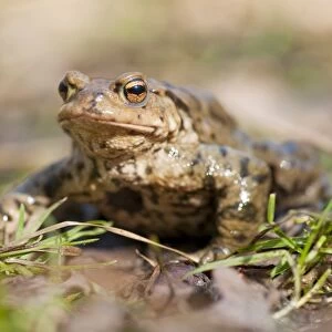 Common Toad or European Toad -Bufo bufo- on grass, Thuringia, Germany