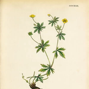 Common Tormentil, Potentilla Tormentilla, Victorian Botanical Illustration, 1863