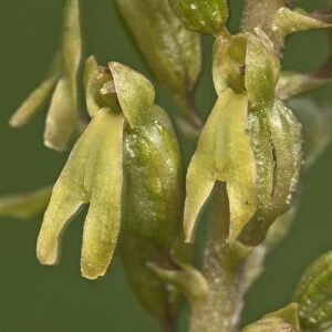 Common Twayblade -Listera ovata-, inflorescence, Neresheim, Baden-Wurttemberg, Germany