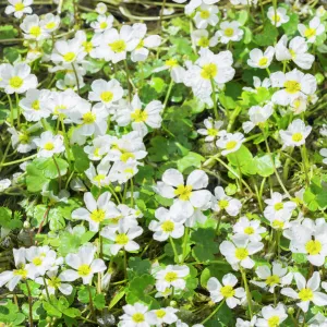 Common Water crowfoot -Ranunculus aquatilis-, Extremadura, Spain