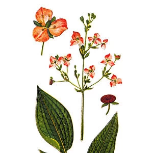 Common Water-plantain (Alisma plantago-aquatica)