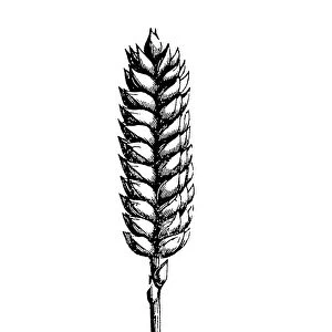 Common wheat (Triticum aestivum)