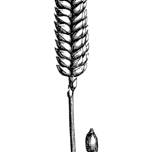 Common wheat (Triticum aestivum) Common wheat (Triticum aestivum)