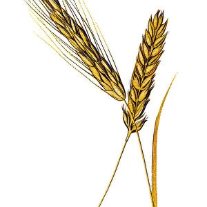 Common wheat (Triticum aestivum), also known as bread wheat