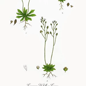Common Whitlow Grass, Draba Verna, Victorian Botanical Illustration, 1863