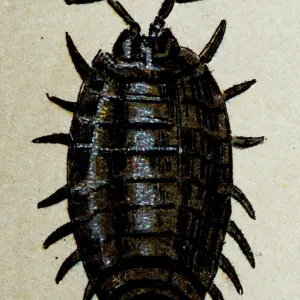 Common woodlouse (Oniscus asellus), insect animals antique illustration Common woodlouse (Oniscus asellus), insect animals antique illustration