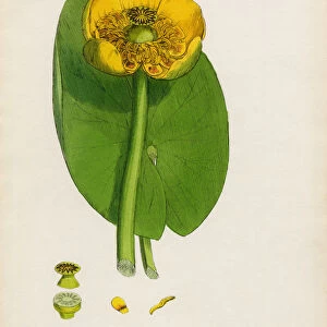 Common Yellow Waterlily, Nuphar lutea, Victorian Botanical Illustration, 1863