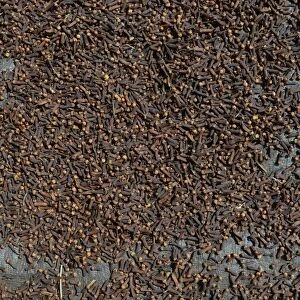 Almost completely dried cloves -Syzygium aromaticum- laid out to dry, Munduk, Bali, Indonesia