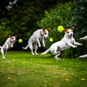 Composite of a jumping Jack Russell