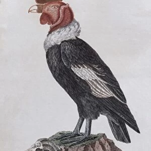 Condor (Cathartidae), hand-coloured copperplate engraving from Friedrich Justin Bertuch