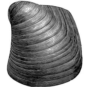 Congeria subglobosa is extinct genus of fossil marine oysters Congeria subglobosa is extinct genus of fossil marine oysters
