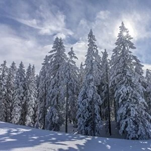 Coniferous trees on the edge of the forest with snow and hoarfrost, Brixen im Thale, Brixen Valley, Tyrol, Austria