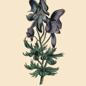 conitum or Monkshood Plant, Victorian Botanical Illustration conitum or Monkshood Plant, Victorian Botanical Illustration