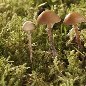 Conocybe teneroides mushrooms, Untergroeningen, Baden-Wuerttemberg, Germany, Europe