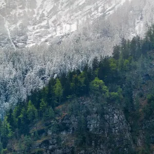 Hallstatt Pine Tree Print Hallstatt Pine Tree Print