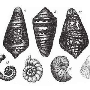 Conus Summus, Representatives of the Phyla Mollusca, Echindermata, Ctenophora