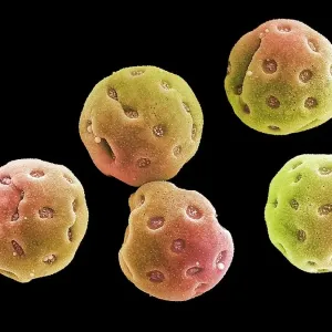 Convolvulus pollen grains, SEM Convolvulus pollen grains, SEM