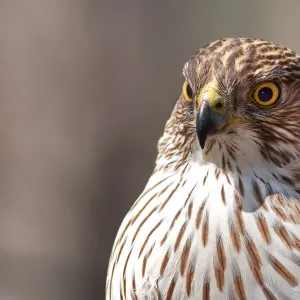 Coopers Hawk profile