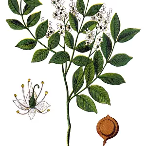 Copaiba Balsam (Copaifera officinalis)