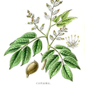 Copaiba botanical engraving 1857