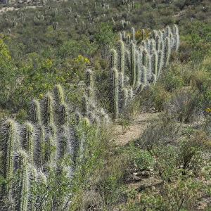 Copao Cactus -Eulychnia acida Phil. -, Las Chinchillas National Reserve, Reserva Nacional Las Chinchillas, Illapel, Region de Coquimbo, Chile