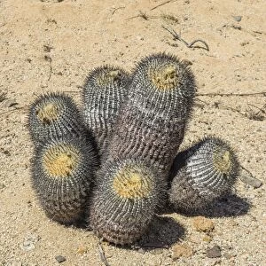 Copiapoa Cactus -Copiapoa columna-albain- growing in a barren landscape, Pan de Azucar National Park, Atacama Region, Chile