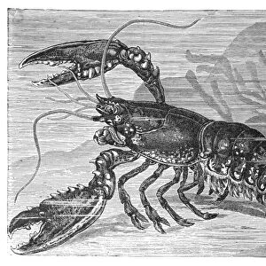Copper engraving, lobster