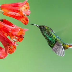 Coppery-headed Emerald Hummingbird Print Coppery-headed Emerald Hummingbird Print
