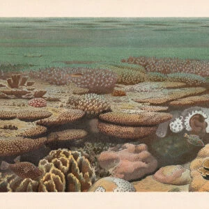 Cora reef, chromolithograph, published in 1897