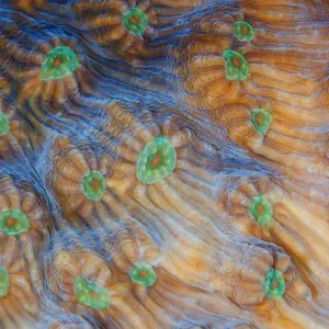 Coral lines Coral lines