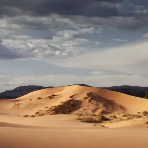 Coral Pink Sand Dunes State Park, Utah, USA, America Coral Pink Sand Dunes State Park, Utah, USA, America