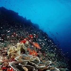 Coral reef with lettuce coral (Turbinaria mesenterina), Indian Ocean, Maldives
