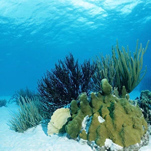 Corals on sandy ground, Trinidad, Caribbean Sea