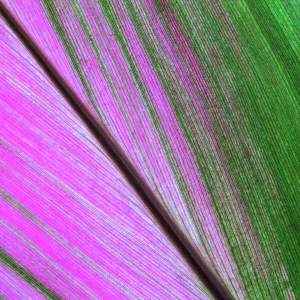 Cordyline (Cordyline), leaf, close-up, Costa Rica