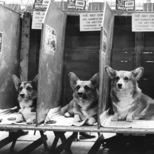 Corgis In Dog Show