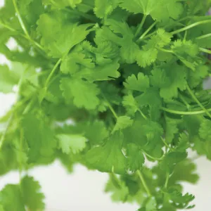 Coriander, close up