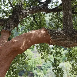 Cork oak -Quercus suber-, Algarve, Portugal