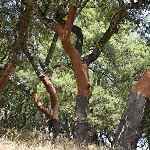 Cork oak -Quercus suber-, Serra de Monchique, Algarve, Portugal, Europe